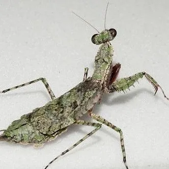 thumbnail for publication: Grizzled Mantid (suggested common name) Gonatista grisea (Fabricius) (Mantodea: Mantidae)